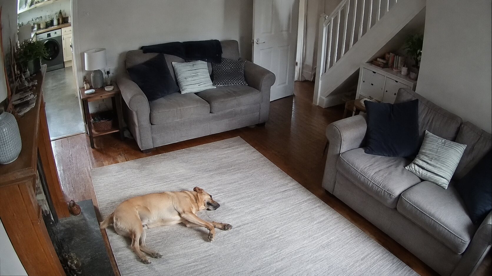 Hund in einem Wohnzimmer aus Kameraperspektive